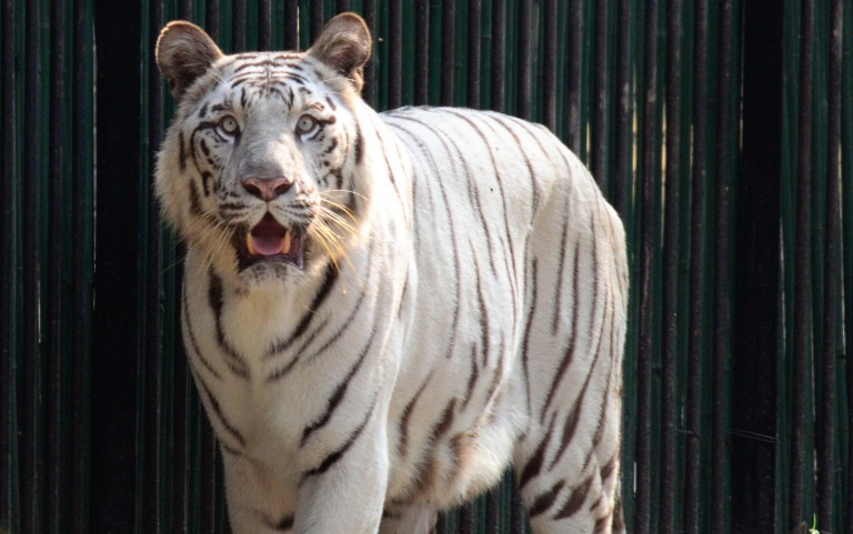 Tiger which killed a youth at the Delhi Zoo.